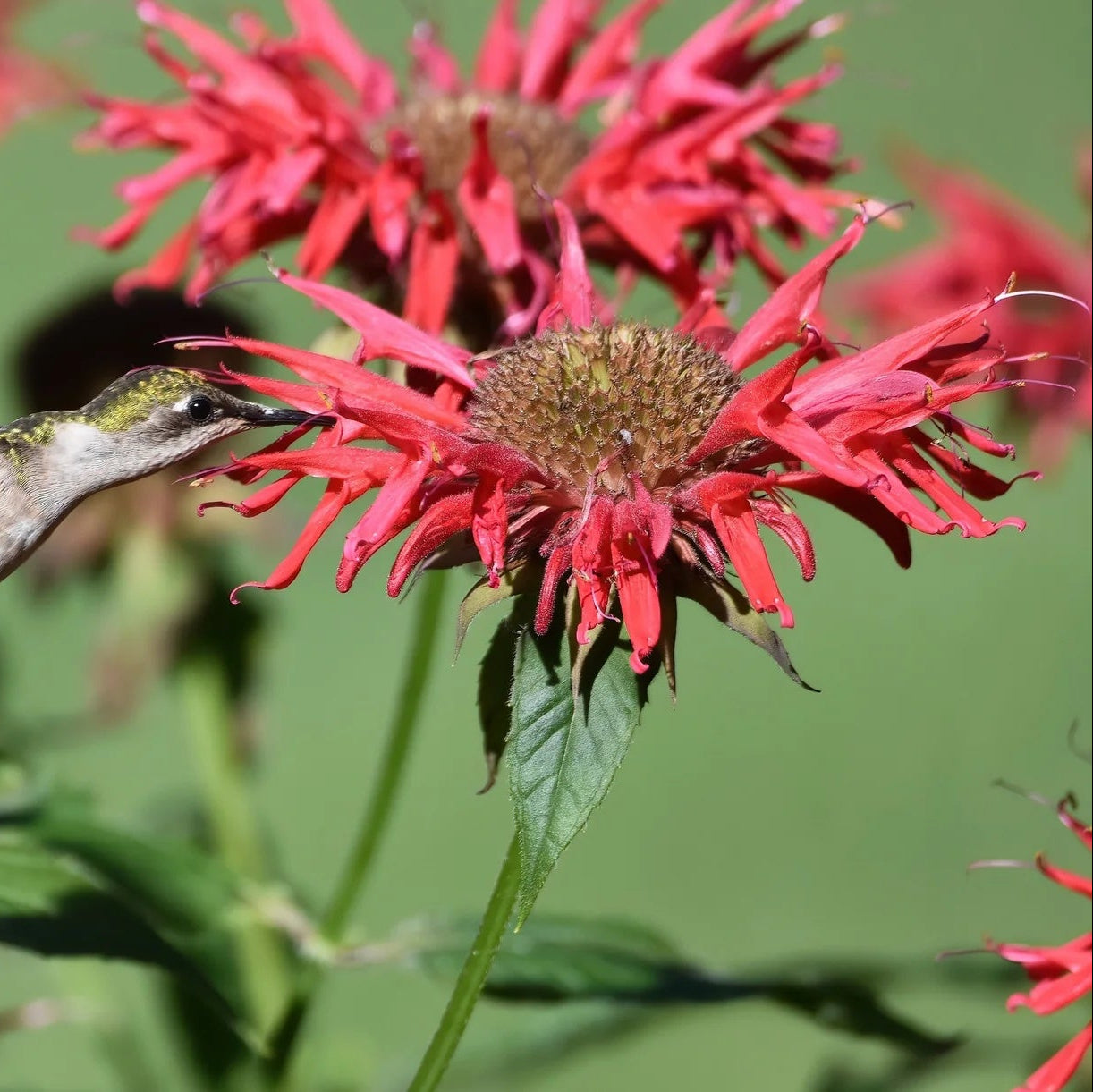 Scarlet Bee Balm Monarda Didyma Seeds