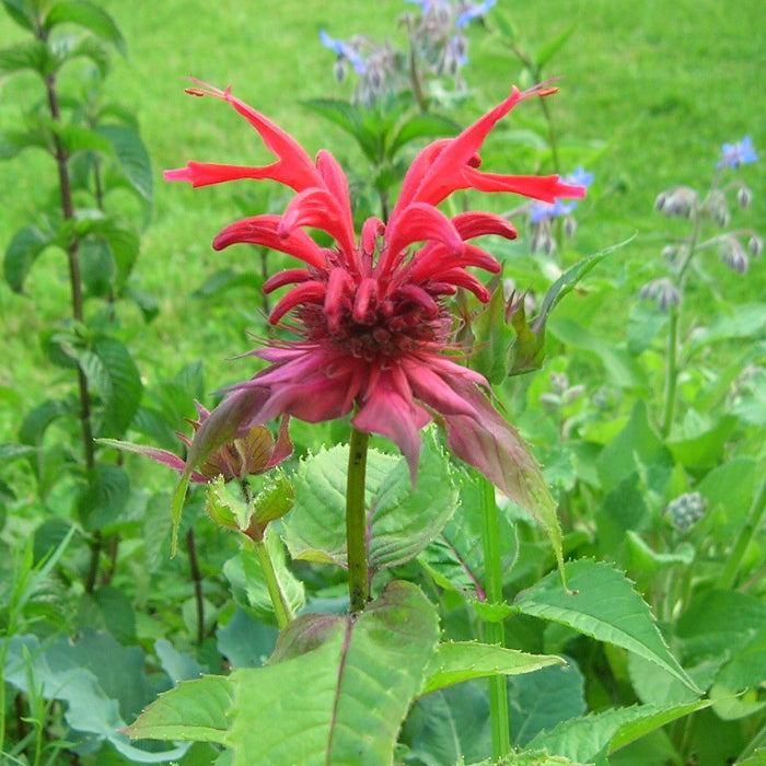Scarlet Bee Balm Monarda Didyma Seeds