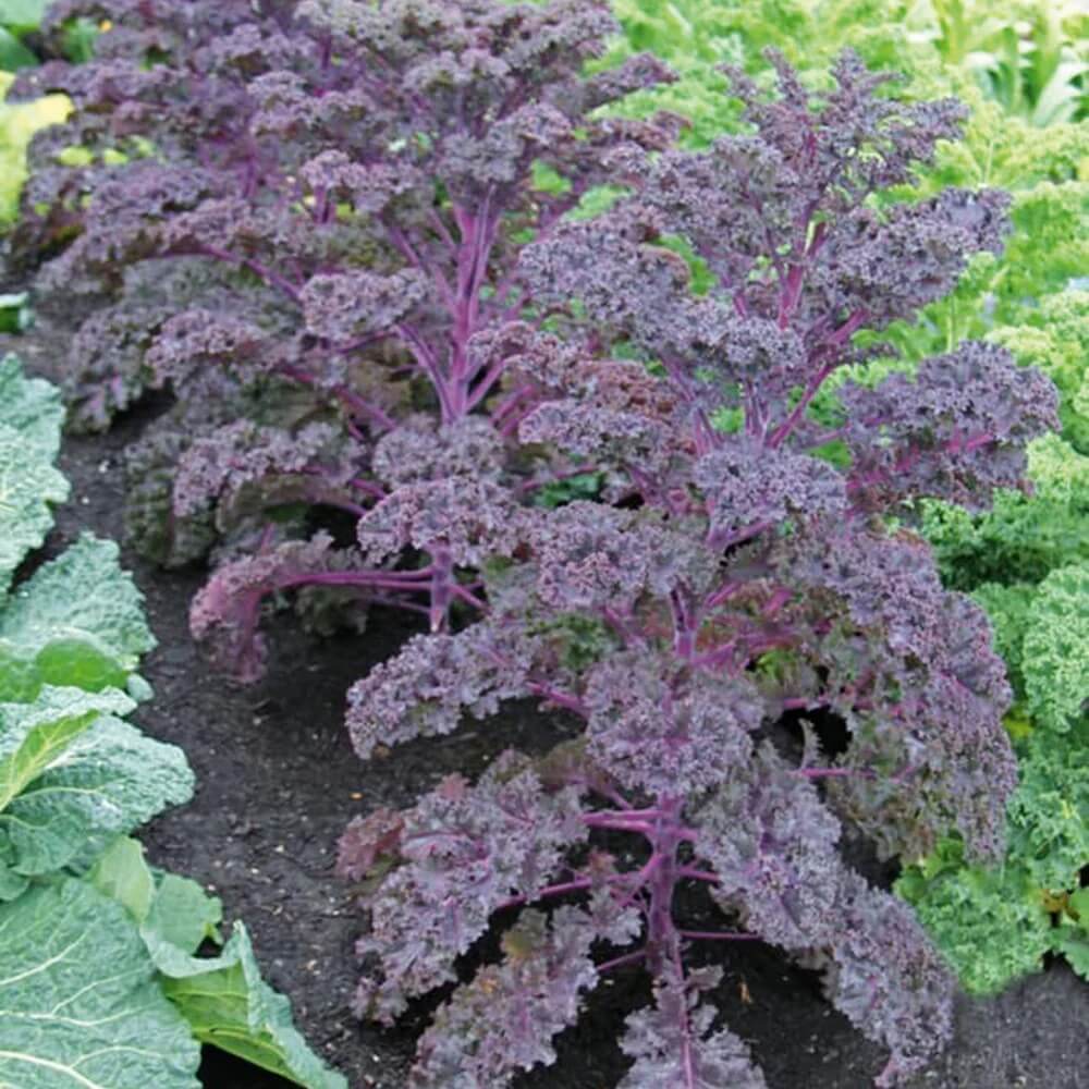 Scarlet Kale Seeds - Vegetable Plant