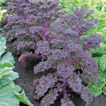 Scarlet Kale Seeds - Vegetable Plant