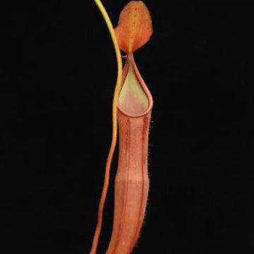 Scarlet Pitcher Seeds