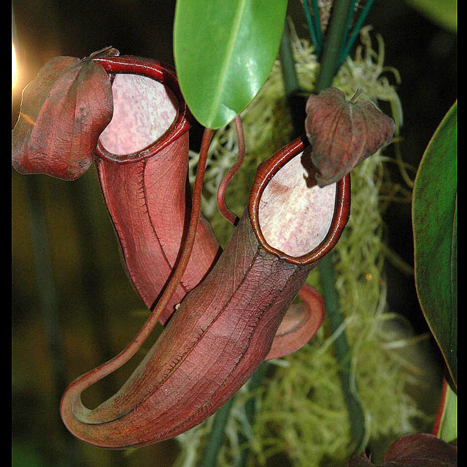 Scarlet Pitcher Seeds