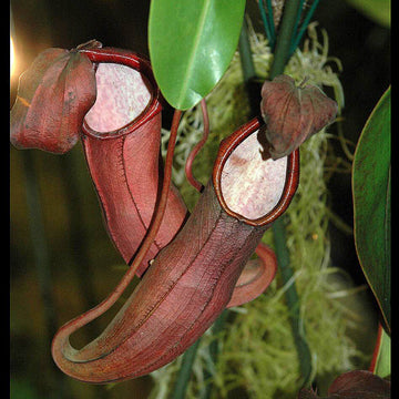 Scarlet Pitcher Seeds