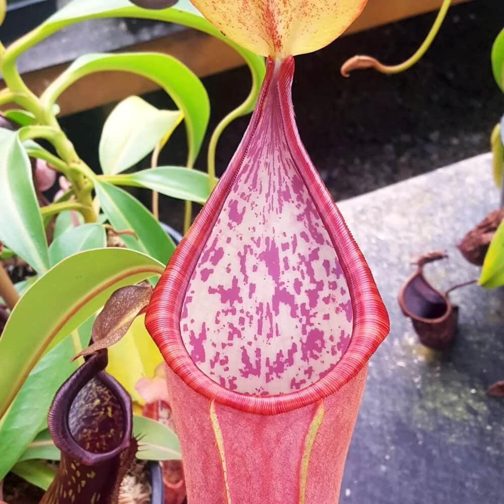 Scarlet Pitcher Seeds