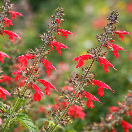 Scarlet Sage Seeds - Herbal Plant