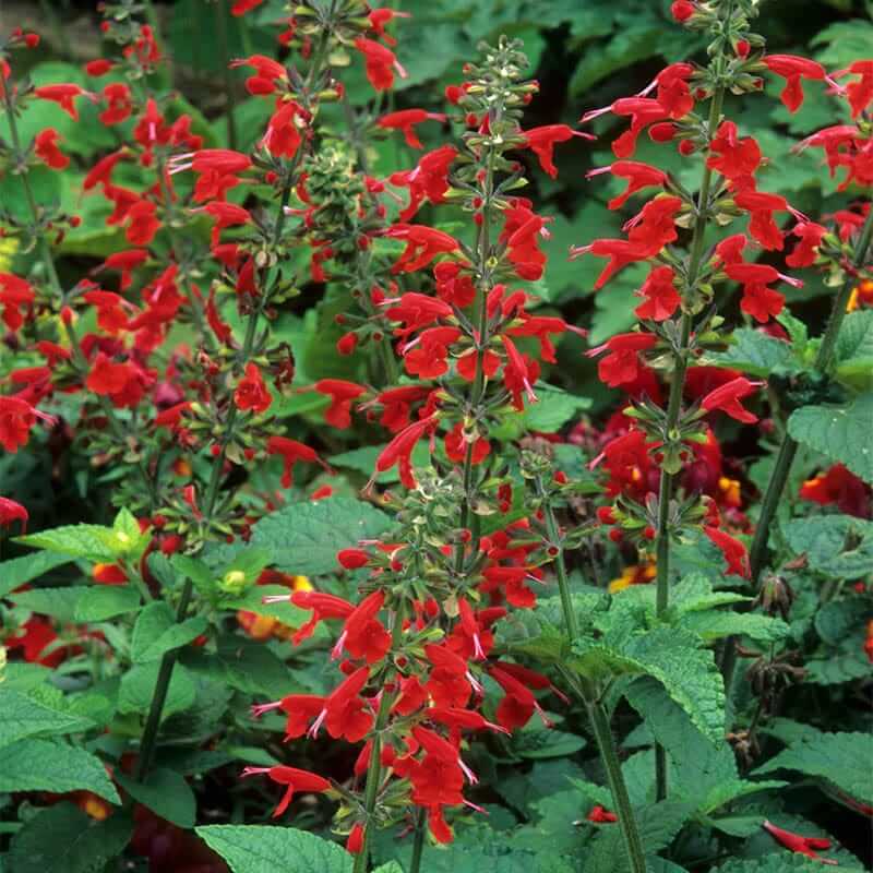 Scarlet Sage Seeds - Herbal Plant