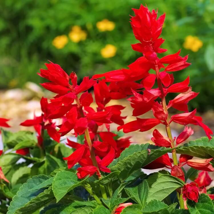 Scarlet Sage Seeds - Herbal Plant
