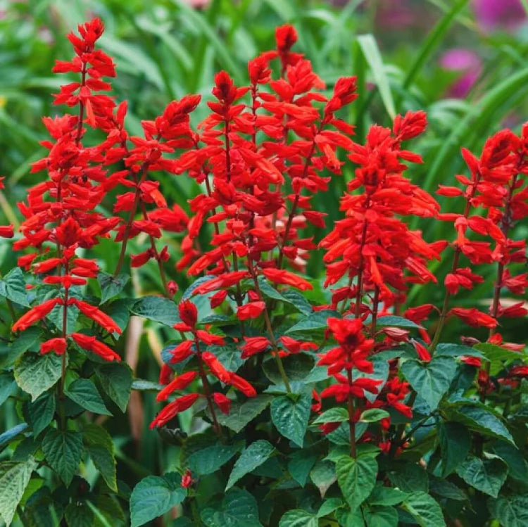 Scarlet Sage Seeds - Herbal Plant