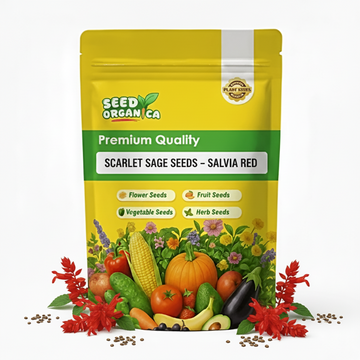 Scarlet Sage Seeds – Salvia Red