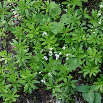 Scented Bedstraw Seeds - Herabl Plant