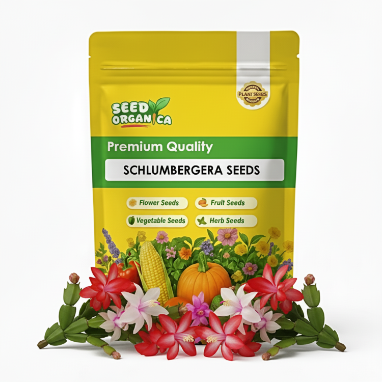 Schlumbergera Seeds