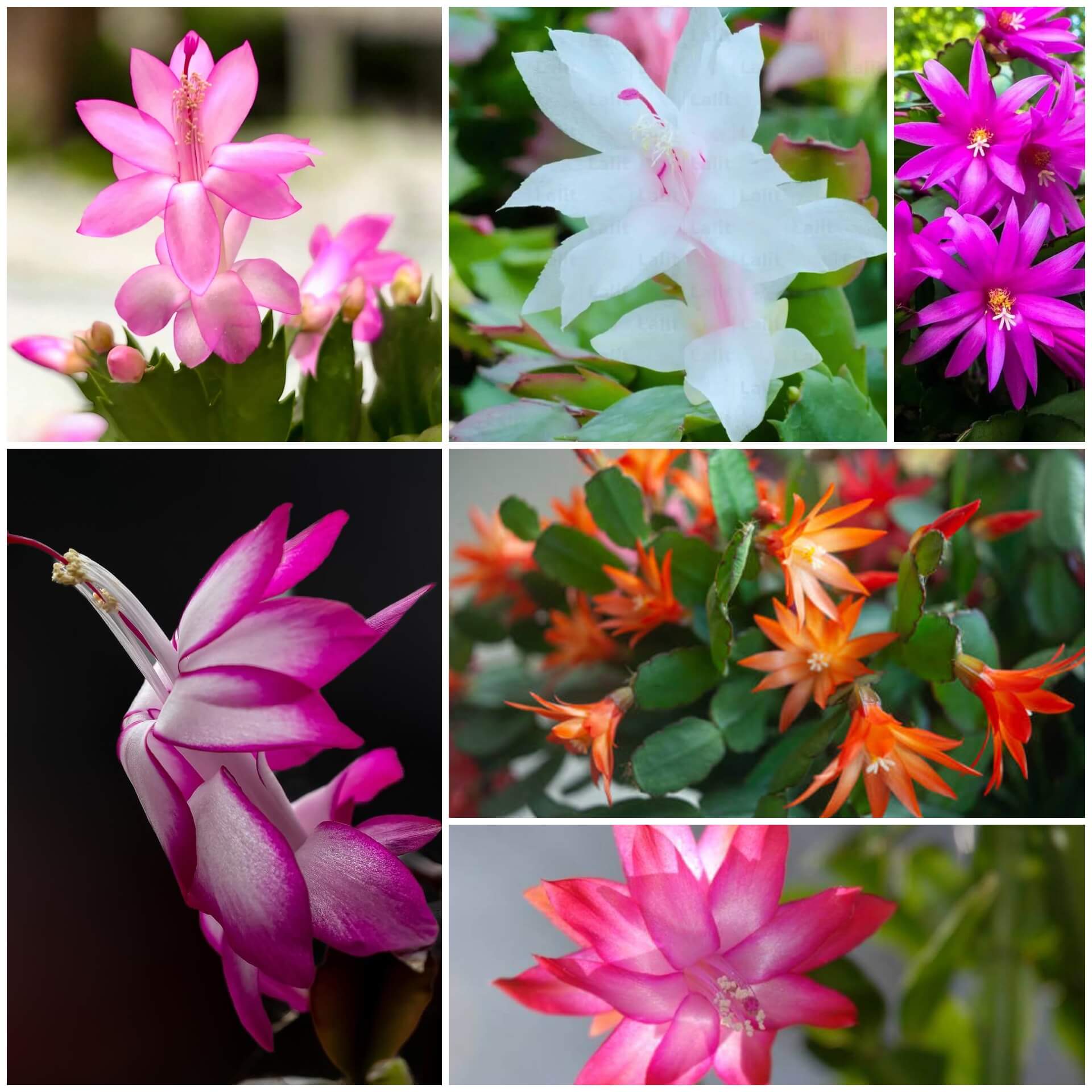 Schlumbergera Seeds - All In One For Home Gardens