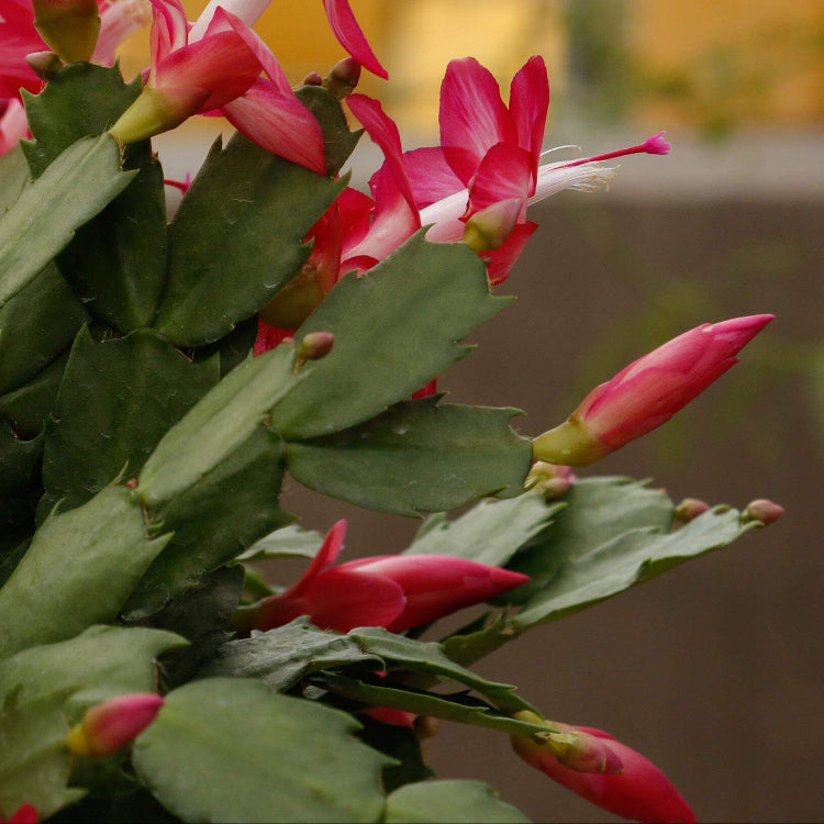 Schlumbergera Seeds - All In One For Home Gardens