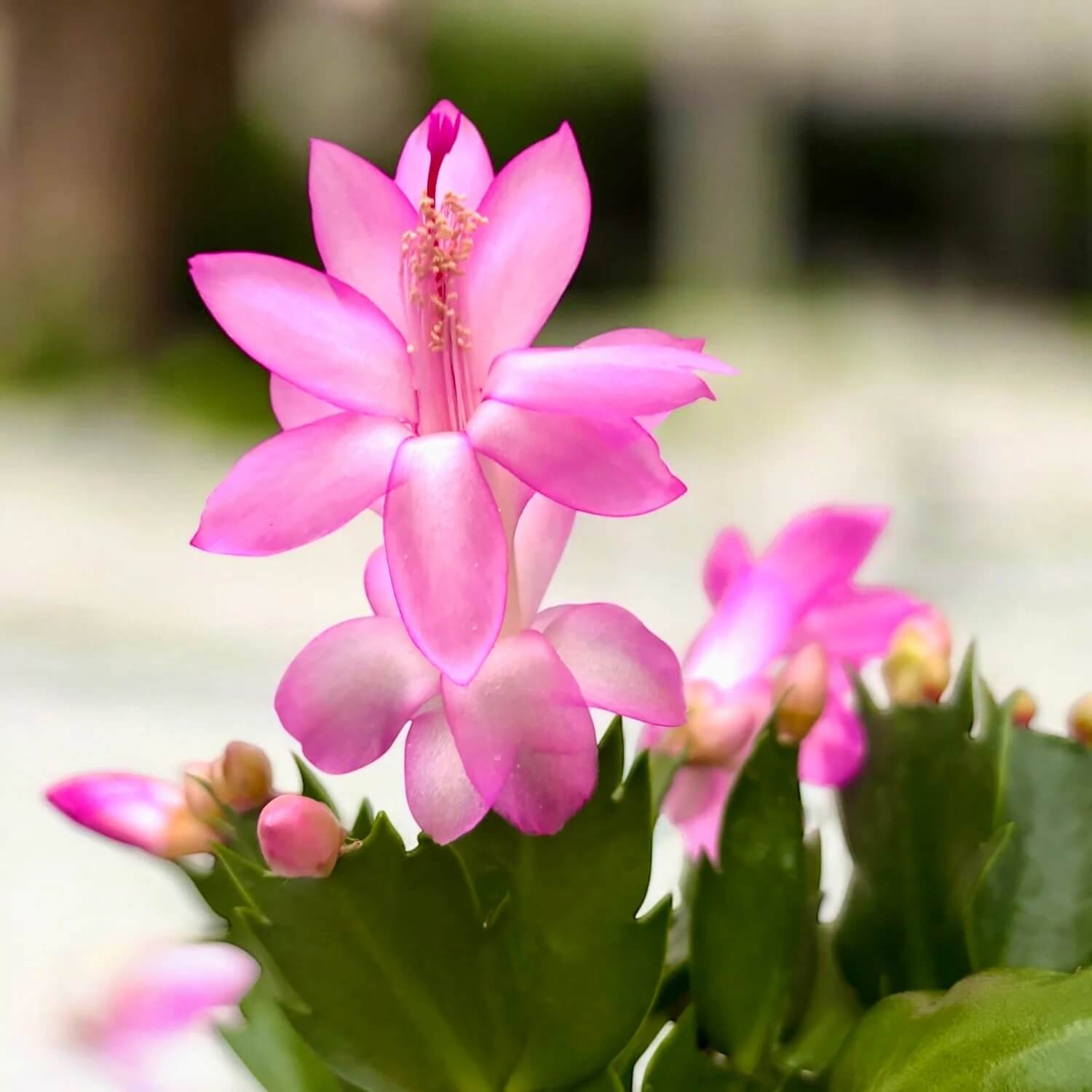 Schlumbergera Seeds - All In One For Home Gardens
