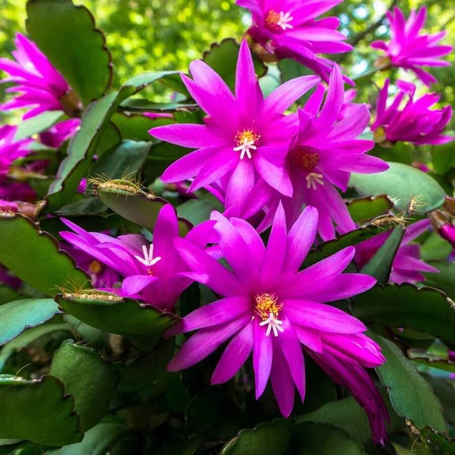Schlumbergera Seeds - All In One For Home Gardens