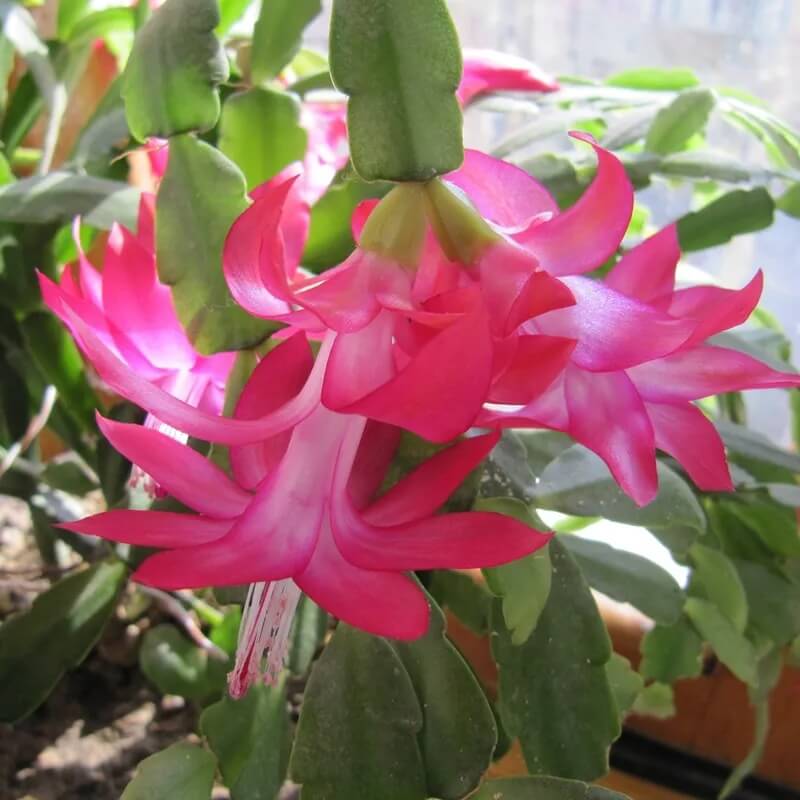 Schlumbergera Seeds - All In One For Home Gardens