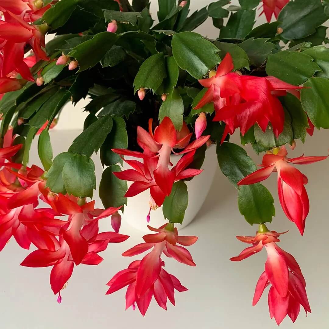 Schlumbergera Seeds - All In One For Home Gardens