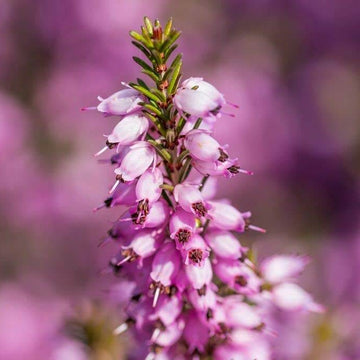 Scot's Purple Pink Calluna Vulgaris Seeds - Flower Plant