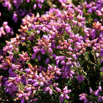 Scot's Purple Pink Calluna Vulgaris Seeds - Flower Plant