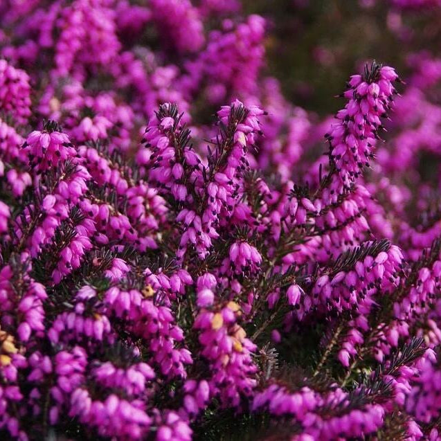 Scot's Purple Pink Calluna Vulgaris Seeds - Flower Plant