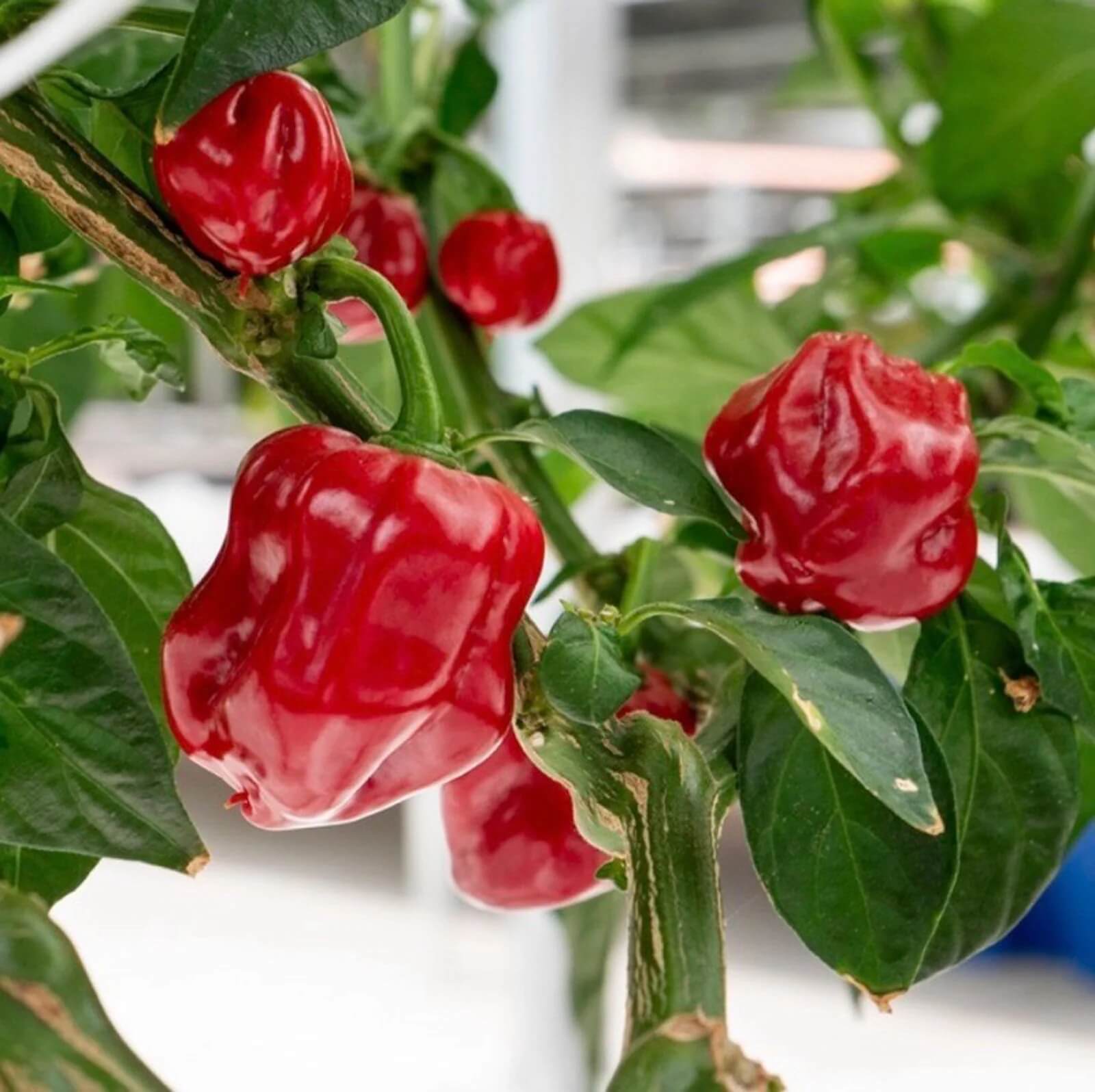 Scotch Bonnet Chili Seeds