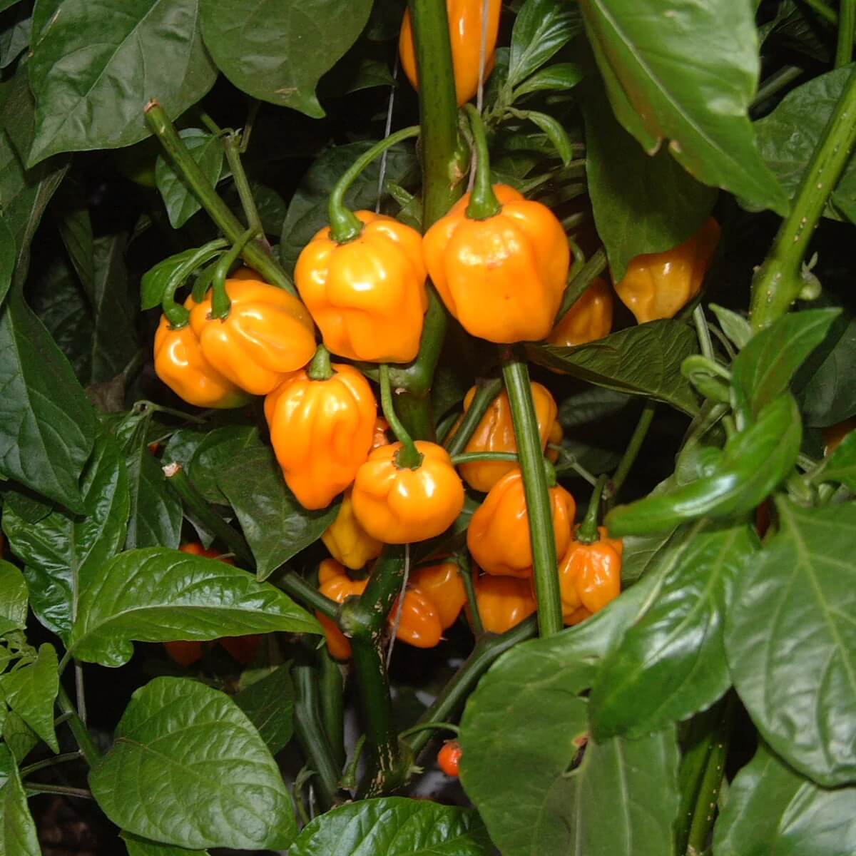 Scotch Bonnet Chili Seeds