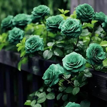 Scottish Green Rosa spp. Seeds 