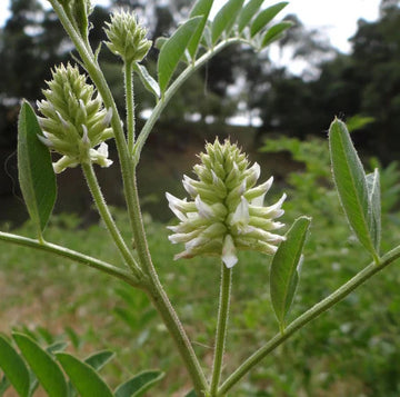 Licorice Seeds – American White