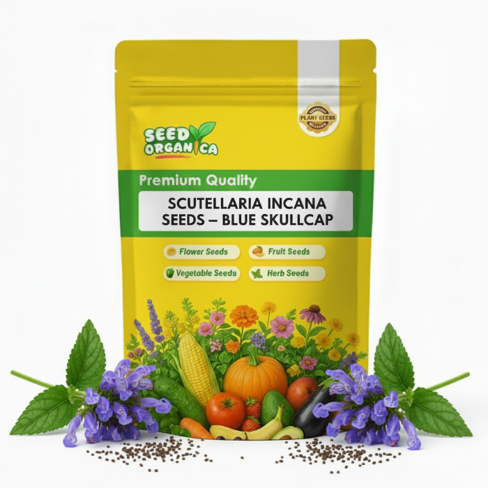 Scutellaria Incana Seeds – Blue Skullcap