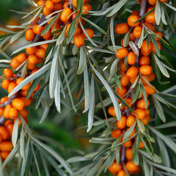 Sea Buckthorn Seeds - Fruit Plant