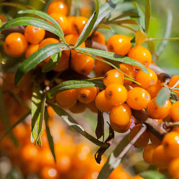 Sea Buckthorn Seeds - Fruit Plant