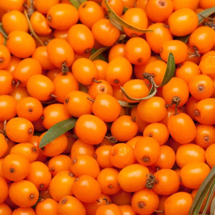 Sea Buckthorn Seeds - Fruit Plant