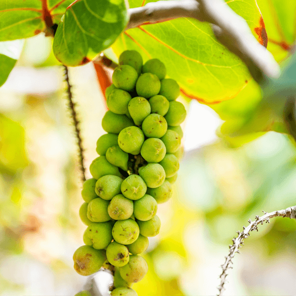 Sea Grape Grape Seeds