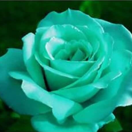 Sea Green Rosa spp. Seeds 