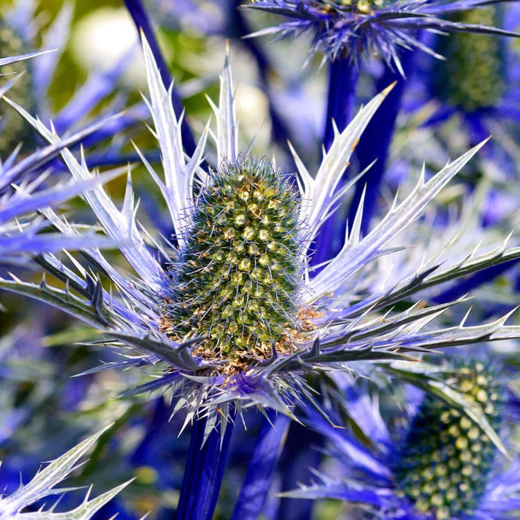 Sea Holly Seeds - Flower Plant