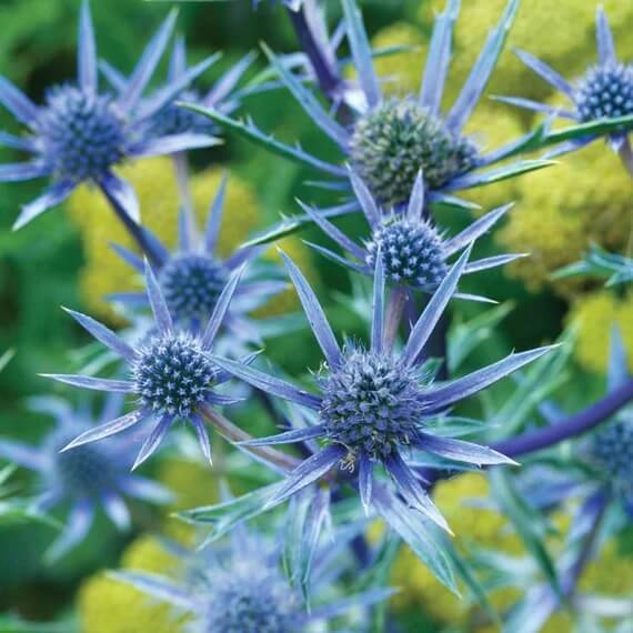 Sea Holly Seeds - Flower Plant