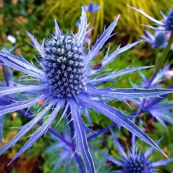 Sea Holly Seeds - Flower Plant