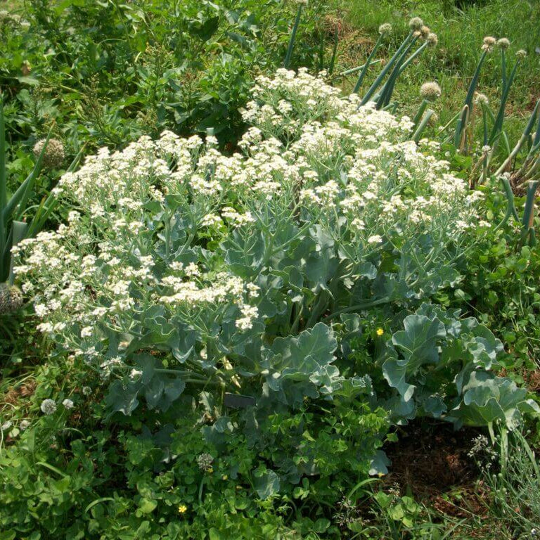 Sea Kale Seeds for Planting