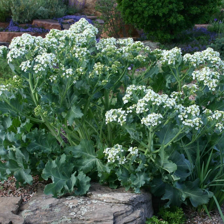 Sea Kale Seeds for Planting
