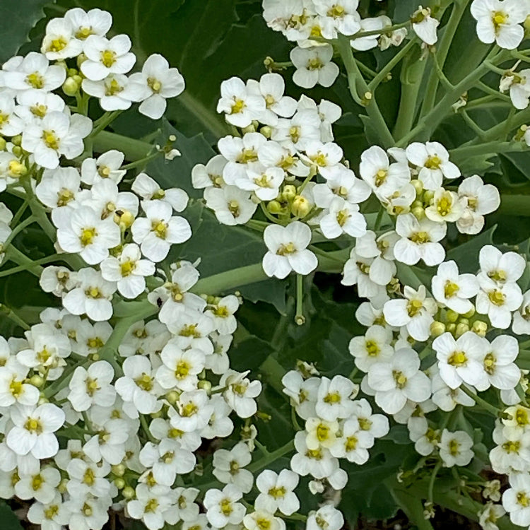 Sea Kale Seeds for Planting