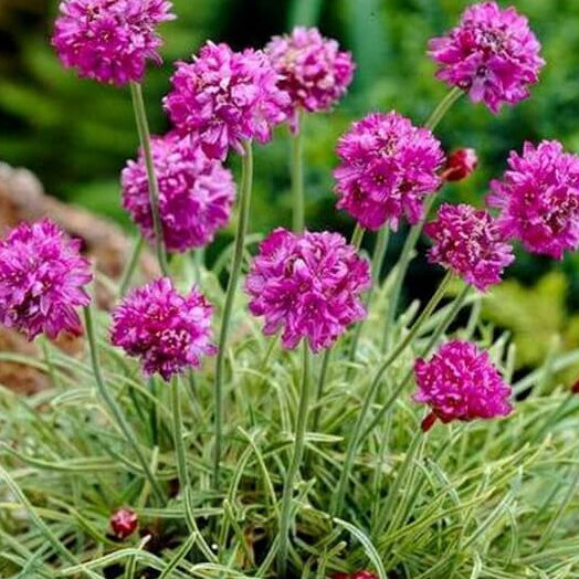 Sea Thrift Armeria Seeds