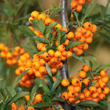 Seaberry Seeds - Fruit Plant for Home Gardens