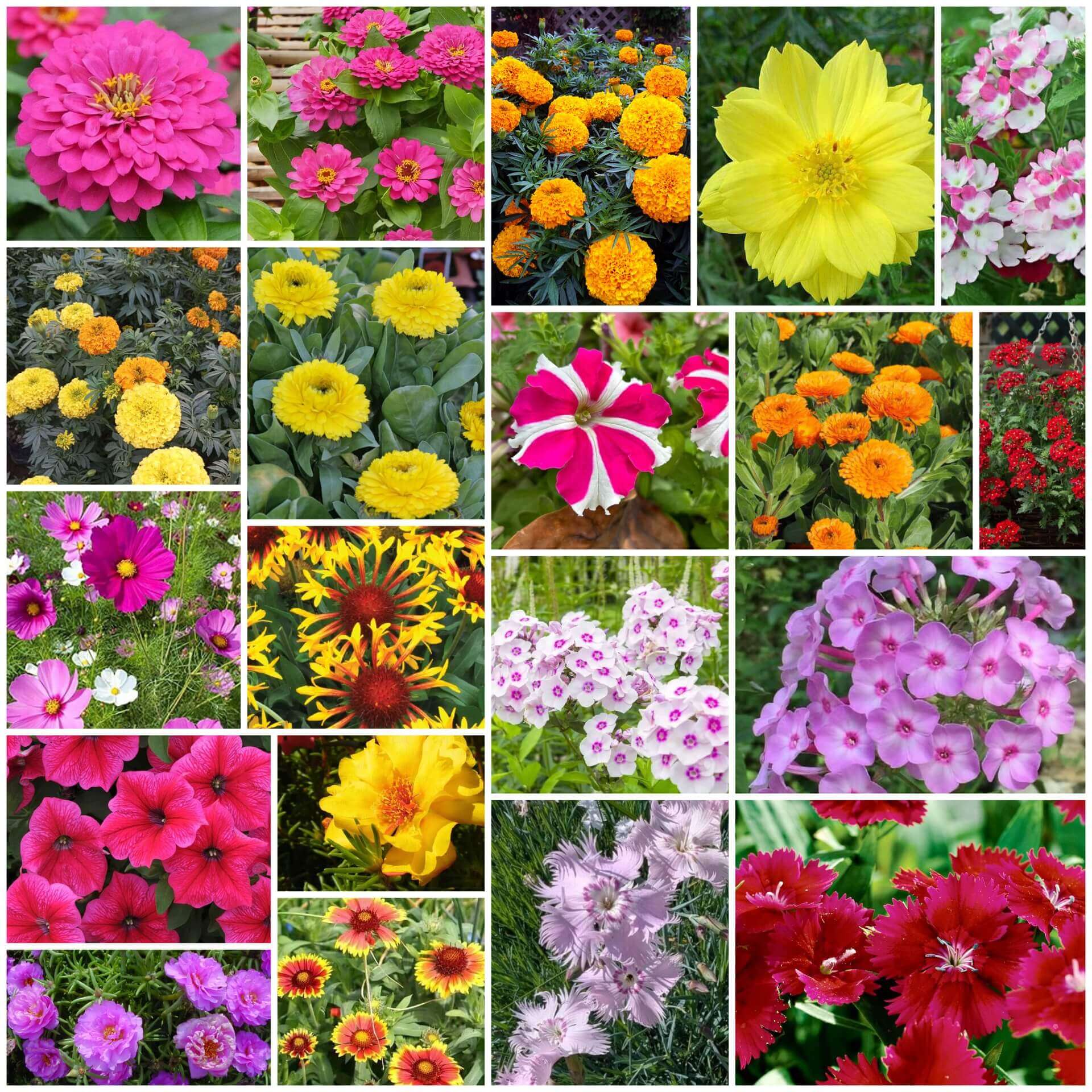 Seasonal Bloom Seed Kit