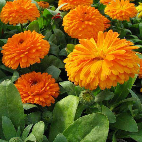 Seasonal Bloom Seed Kit