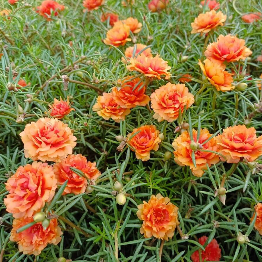 Seasonal Bloom Seed Kit