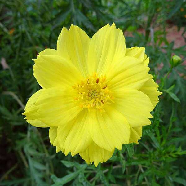 Seasonal Bloom Seed Kit