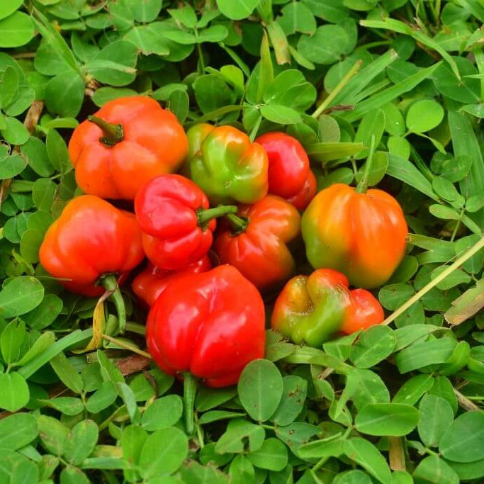 Seasoning Pepper Seeds