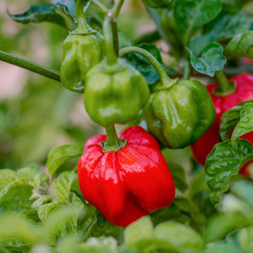 Seasoning Pepper Seeds