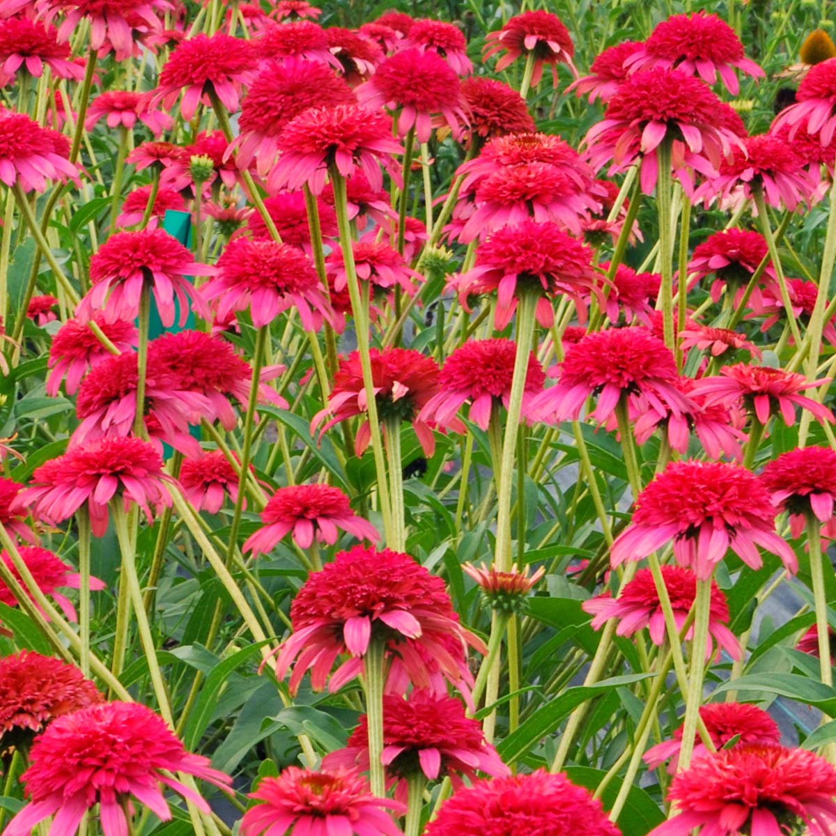 Secret Passion Echinacea Seeds 