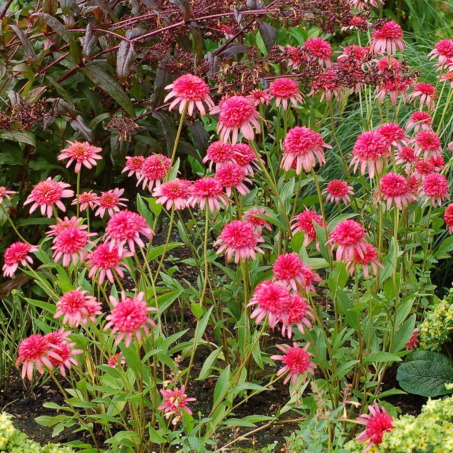 Secret Passion Echinacea Seeds 